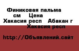 Финиковая пальма 160 см. › Цена ­ 8 000 - Хакасия респ., Абакан г.  »    . Хакасия респ.